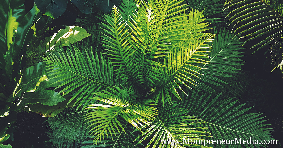 Creating A Woodland Sanctuary for your Health and Well Being